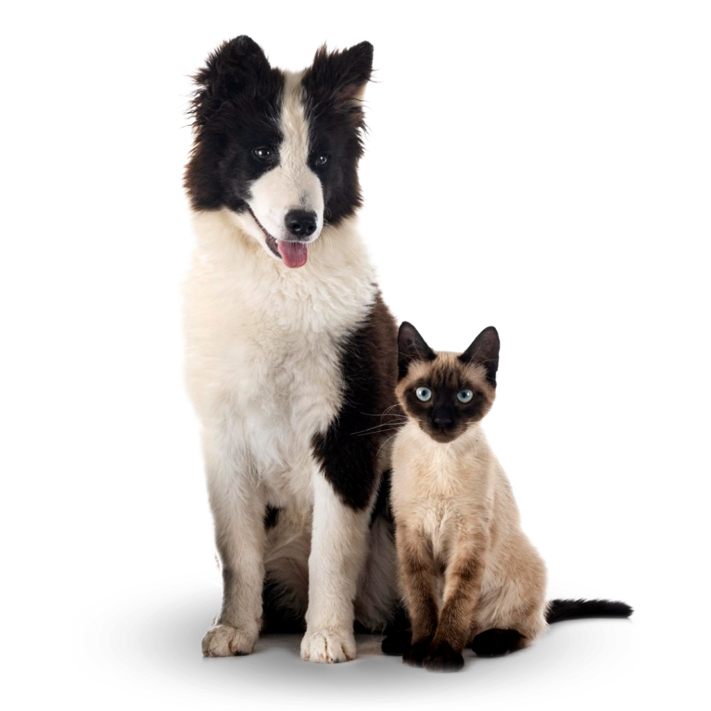 plan-preventivo-veterinario-perros-gatos Plan Preventivo Veterinario
