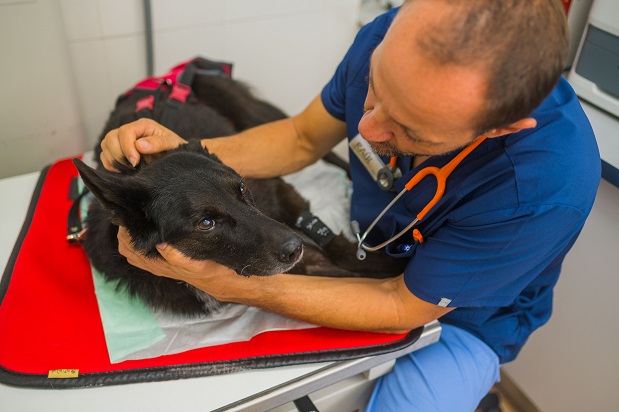Clinica Veterinaria Gran Tarajal